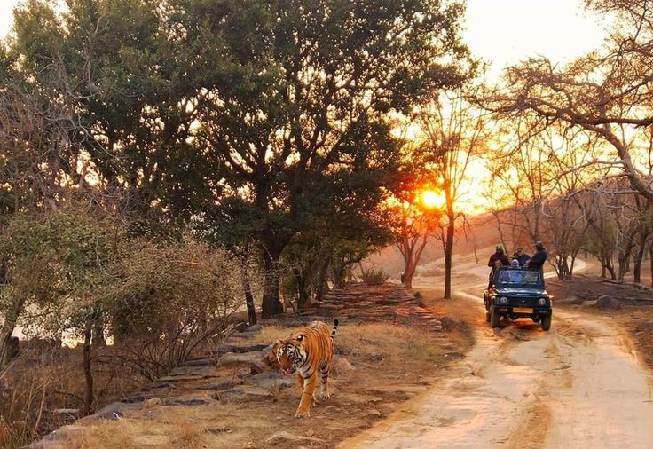 Royal Rajasthan & Ranthambore Wildlife Tour Tour Package